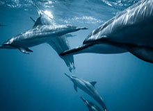 flash 8.0 简体中文版,flash 8.0教程